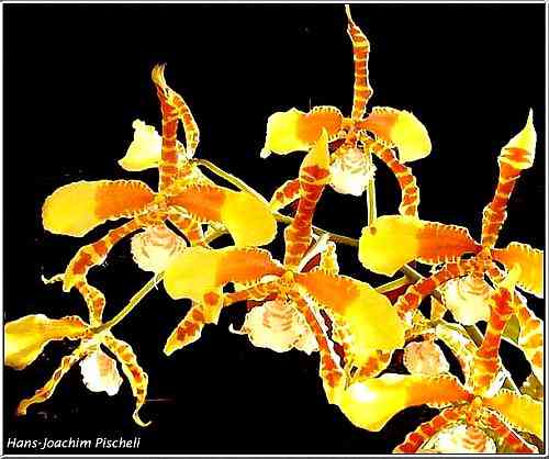Rossioglossum Rawdon Jester
